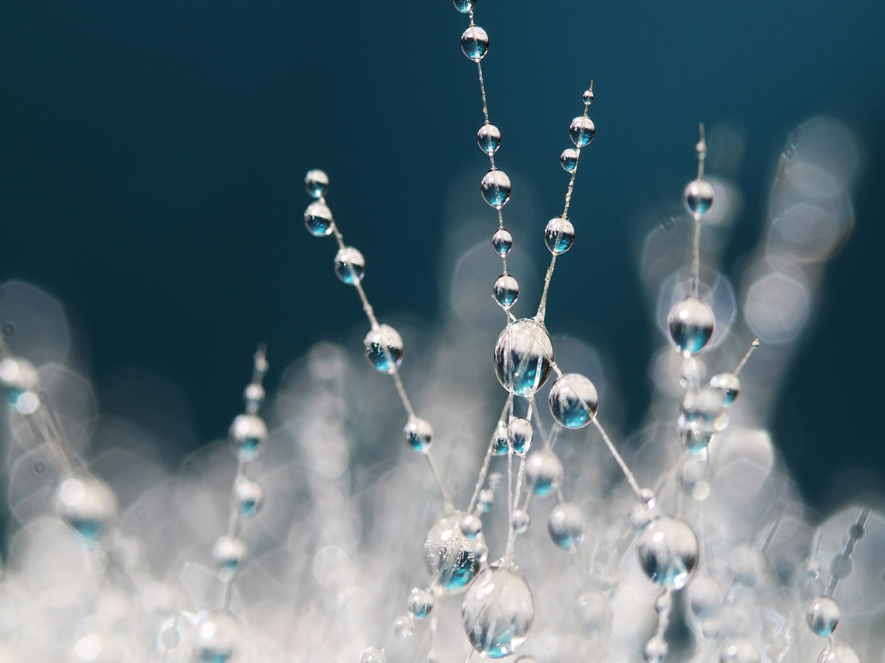 Snow White & Ice Blue