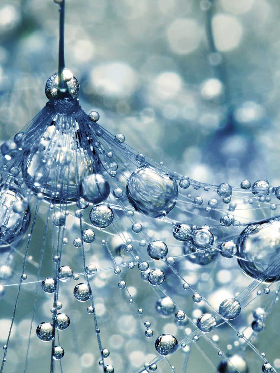 Sparkling Dandy in Blue