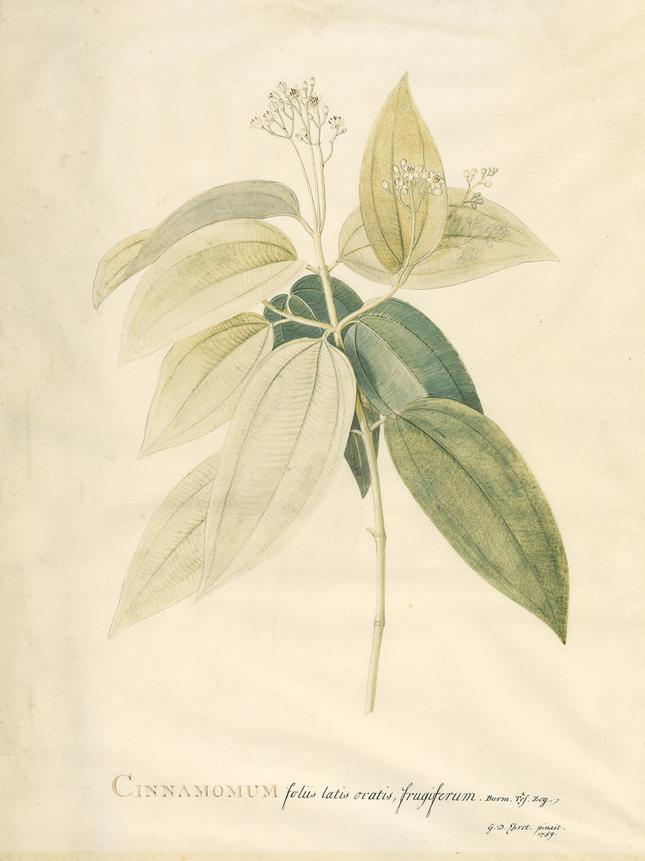 Audubon Collection 2