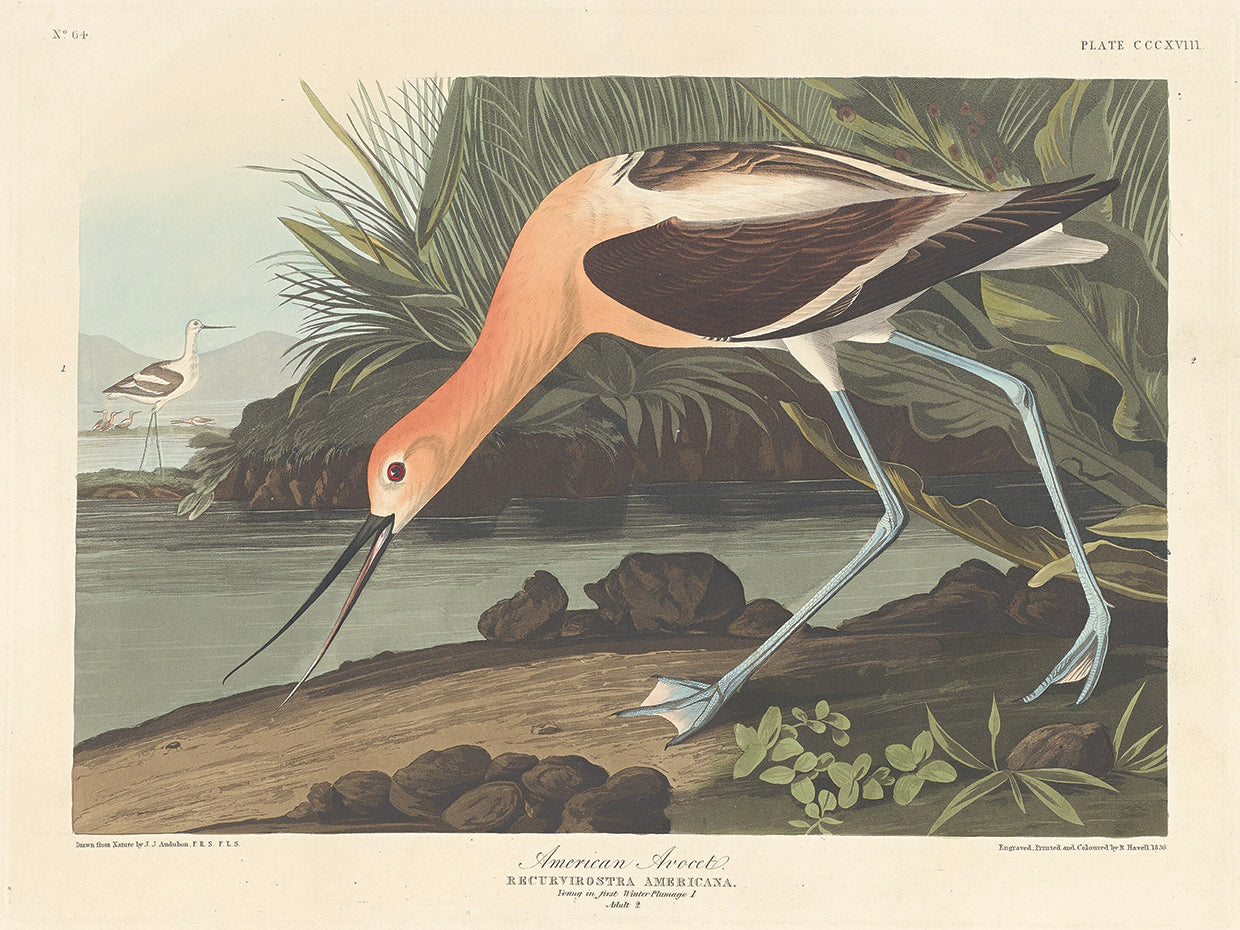Audubon Collection 3