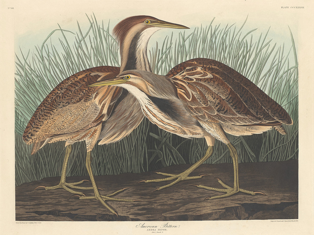 Audubon Collection 4