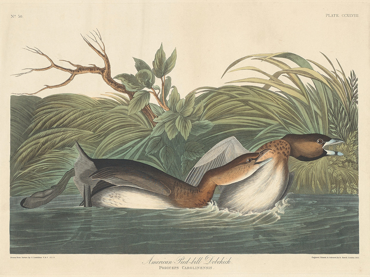 Audubon Collection 8