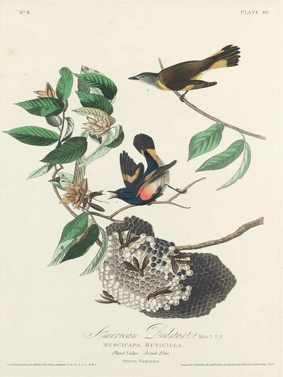Audubon Collection 9
