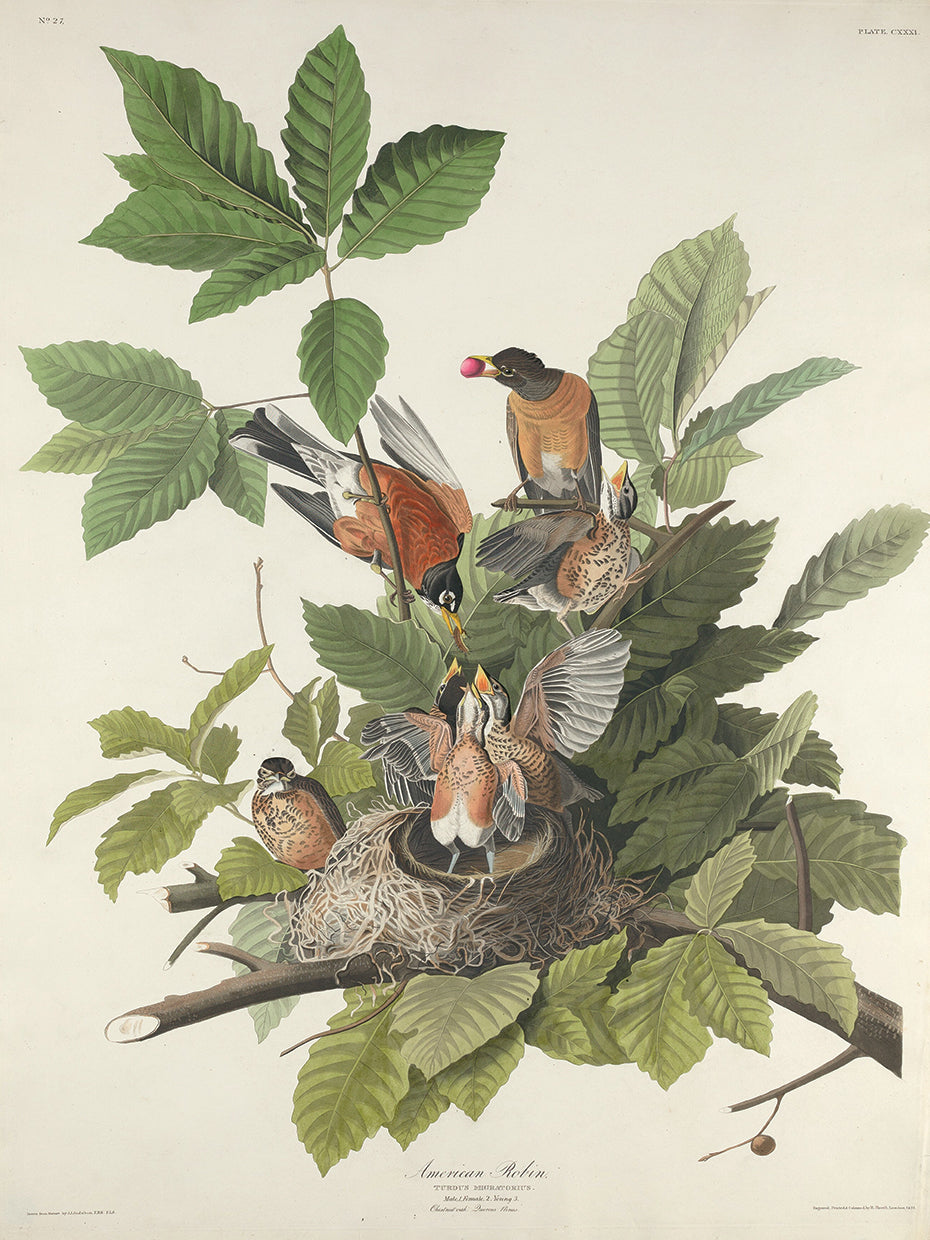 Audubon Collection 10