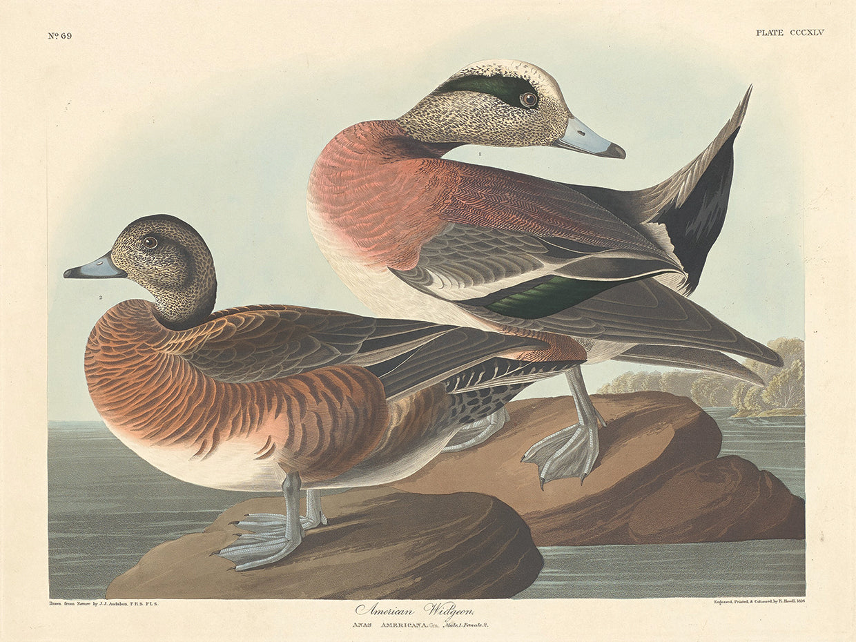 Audubon Collection 14