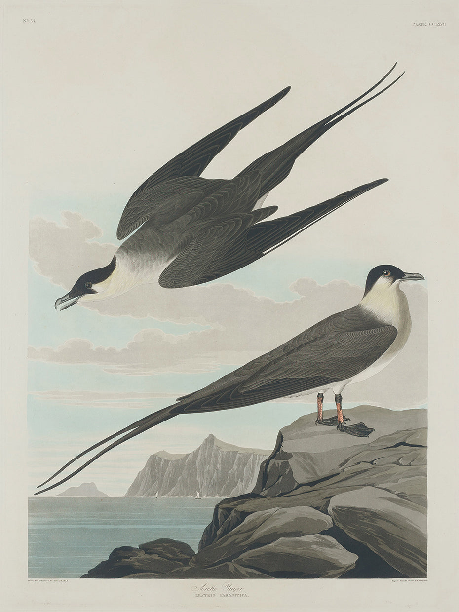 Audubon Collection 16