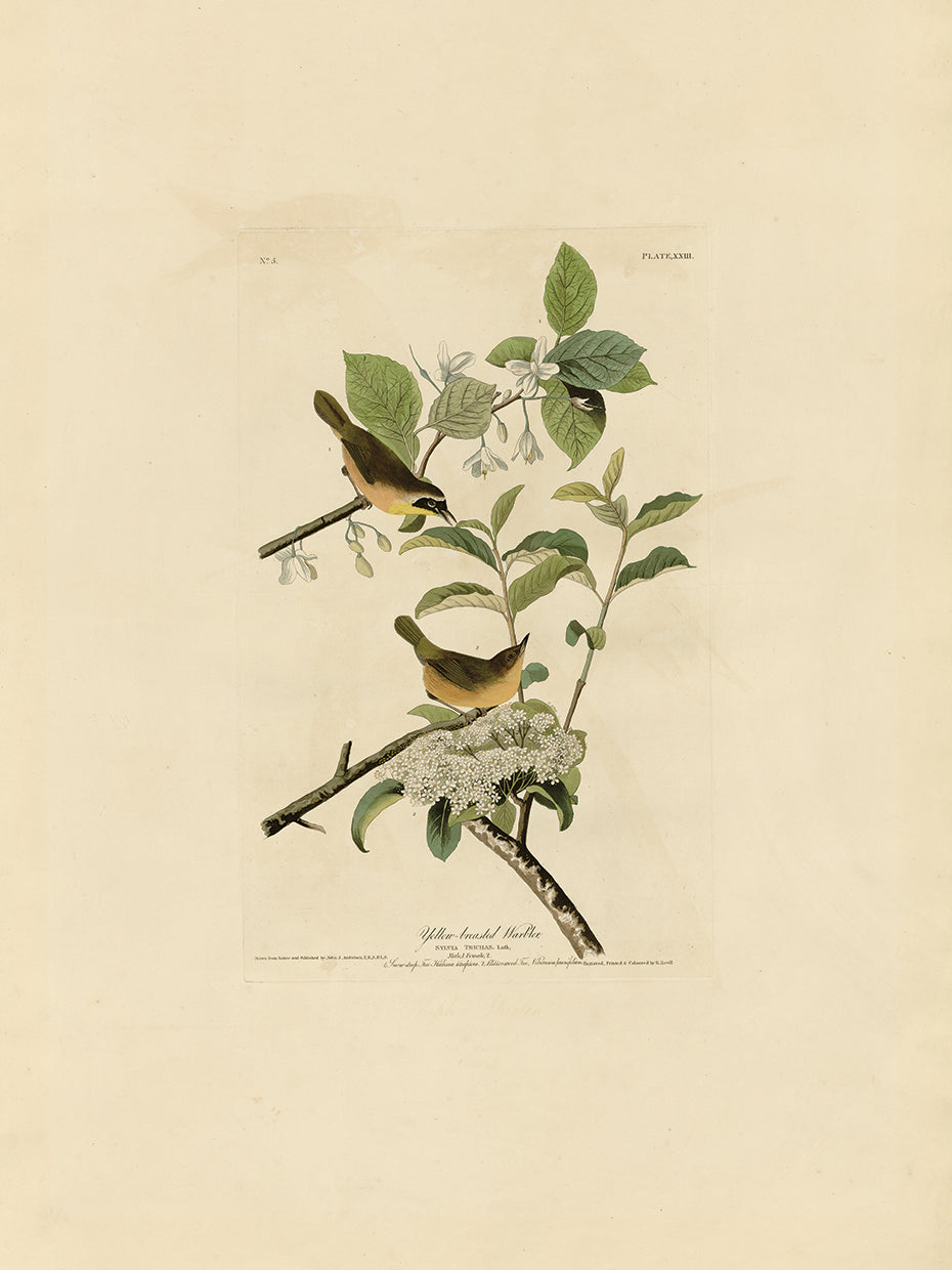 Audubon Collection 19