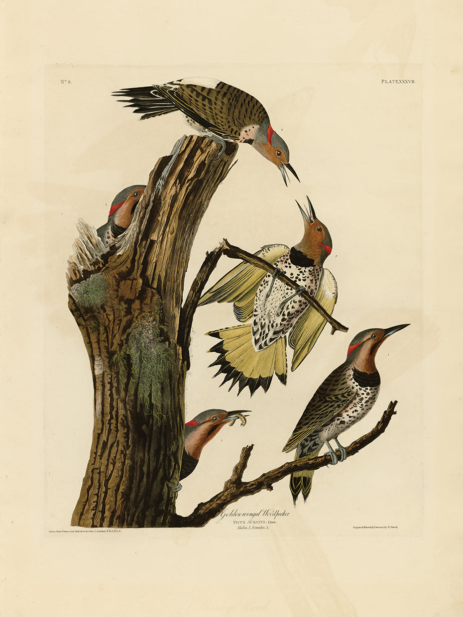 Audubon Collection 20