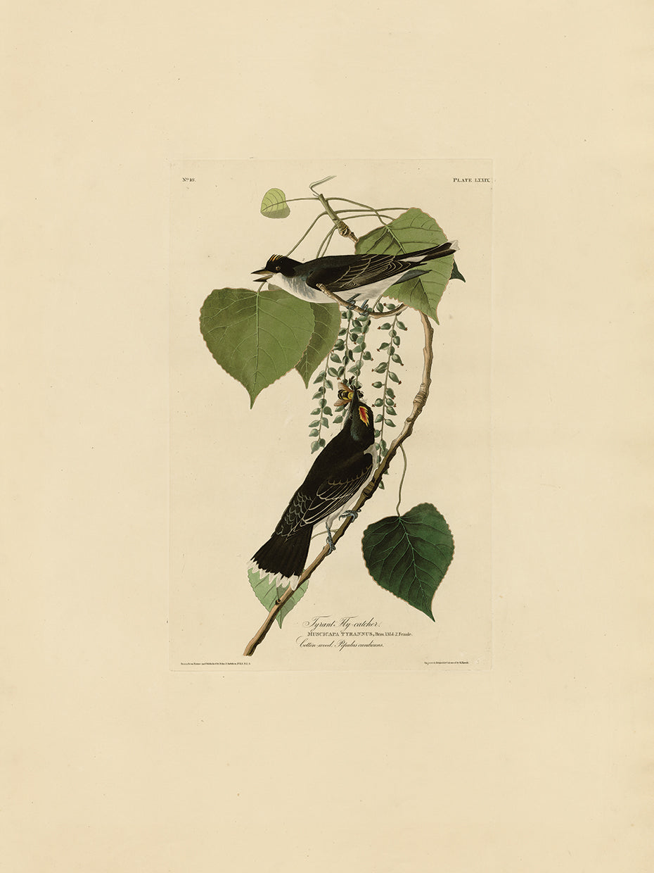 Audubon Collection 24