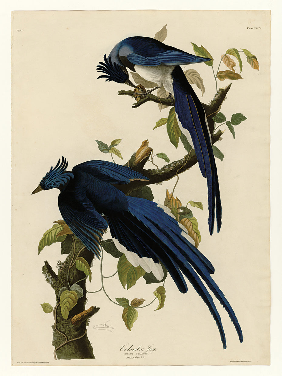 Audubon Collection 28