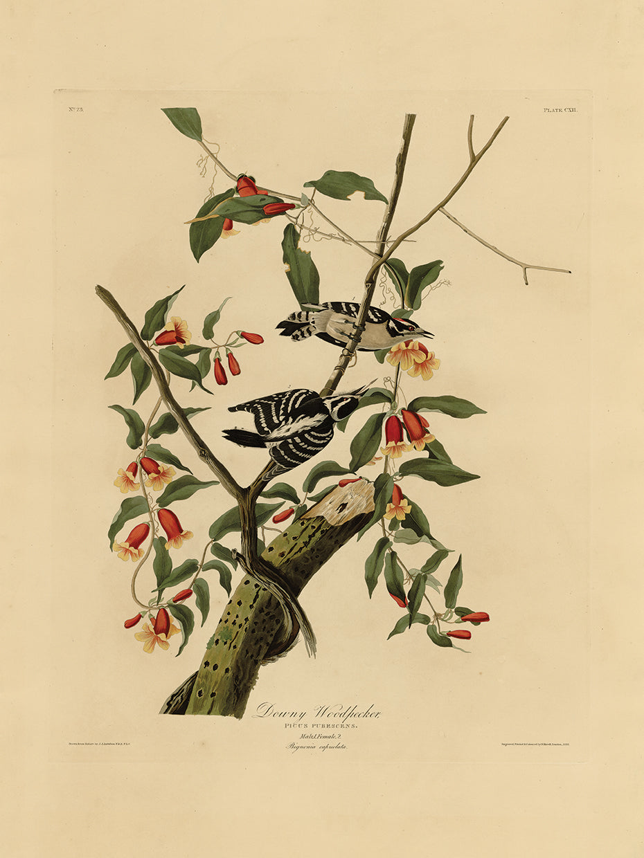 Audubon Collection 30