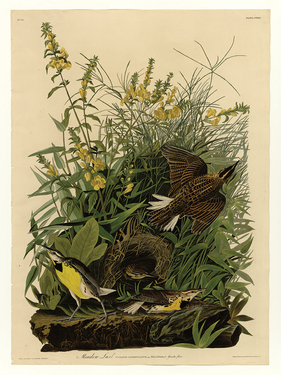 Audubon Collection 34