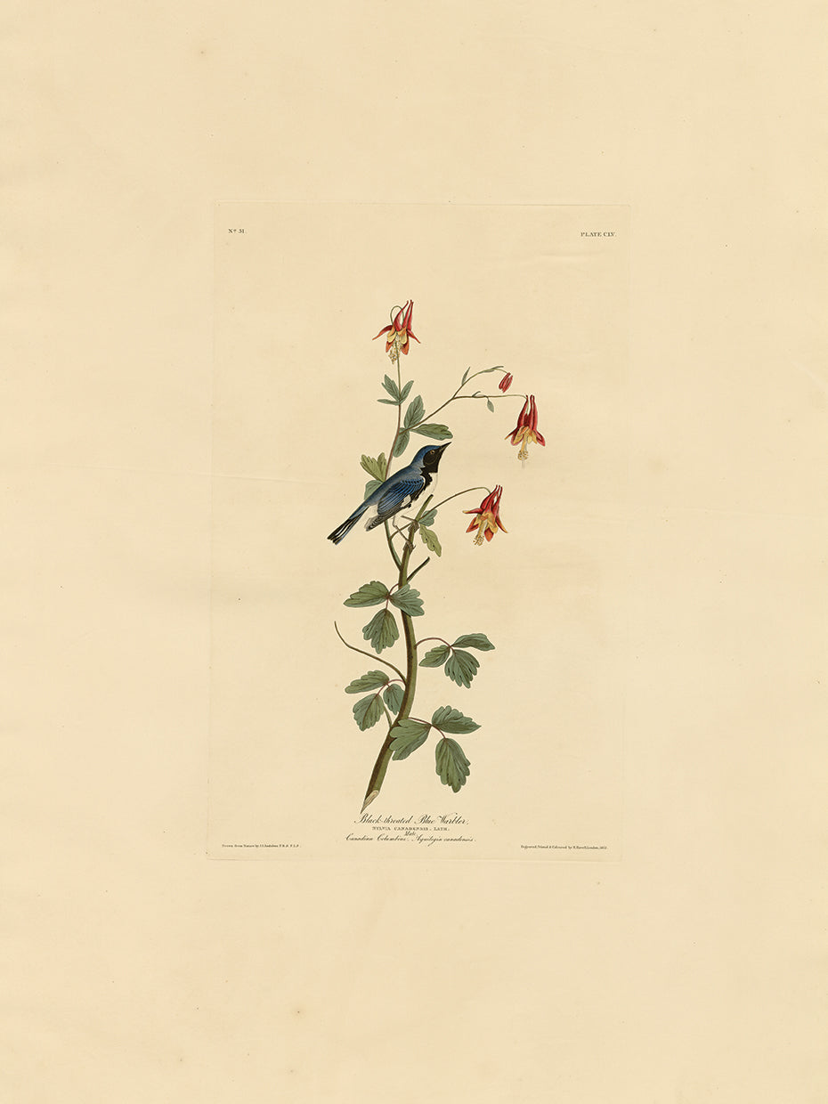 Audubon Collection 36
