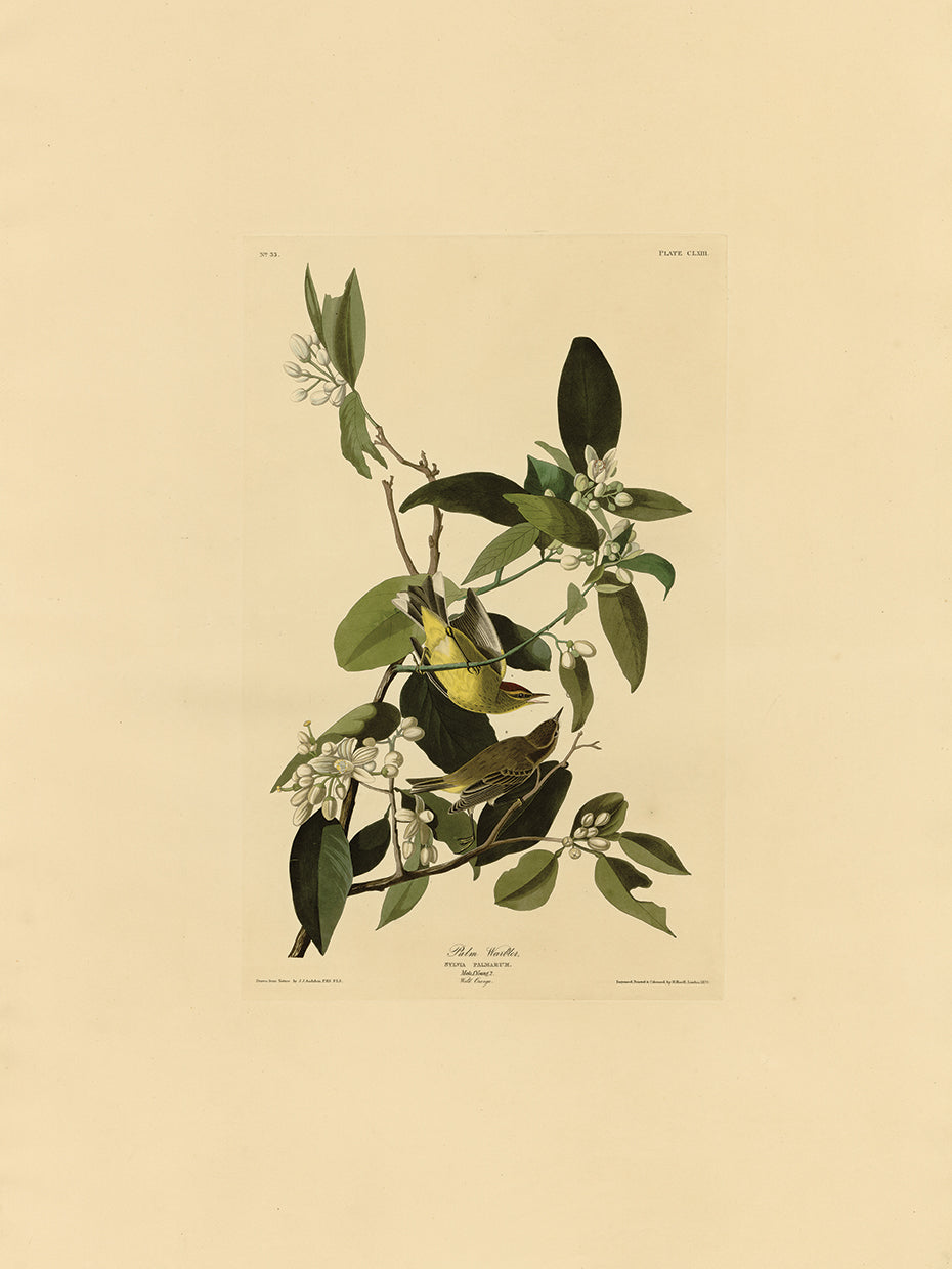 Audubon Collection 38