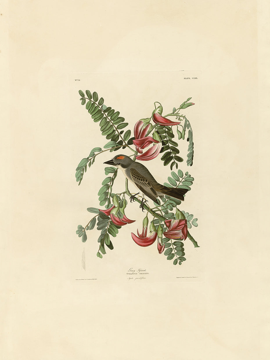 Audubon Collection 39