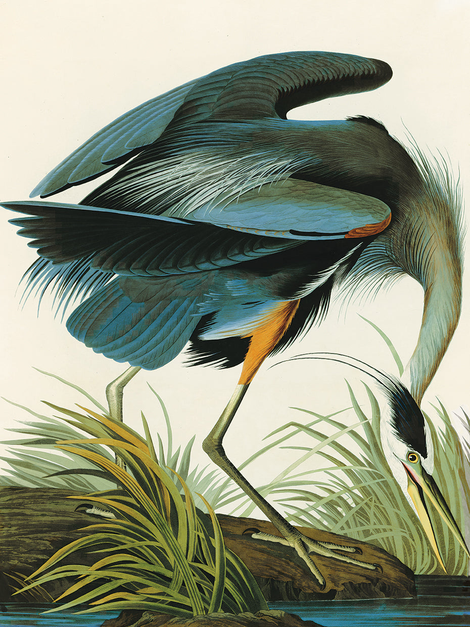 Audubon Collection 43