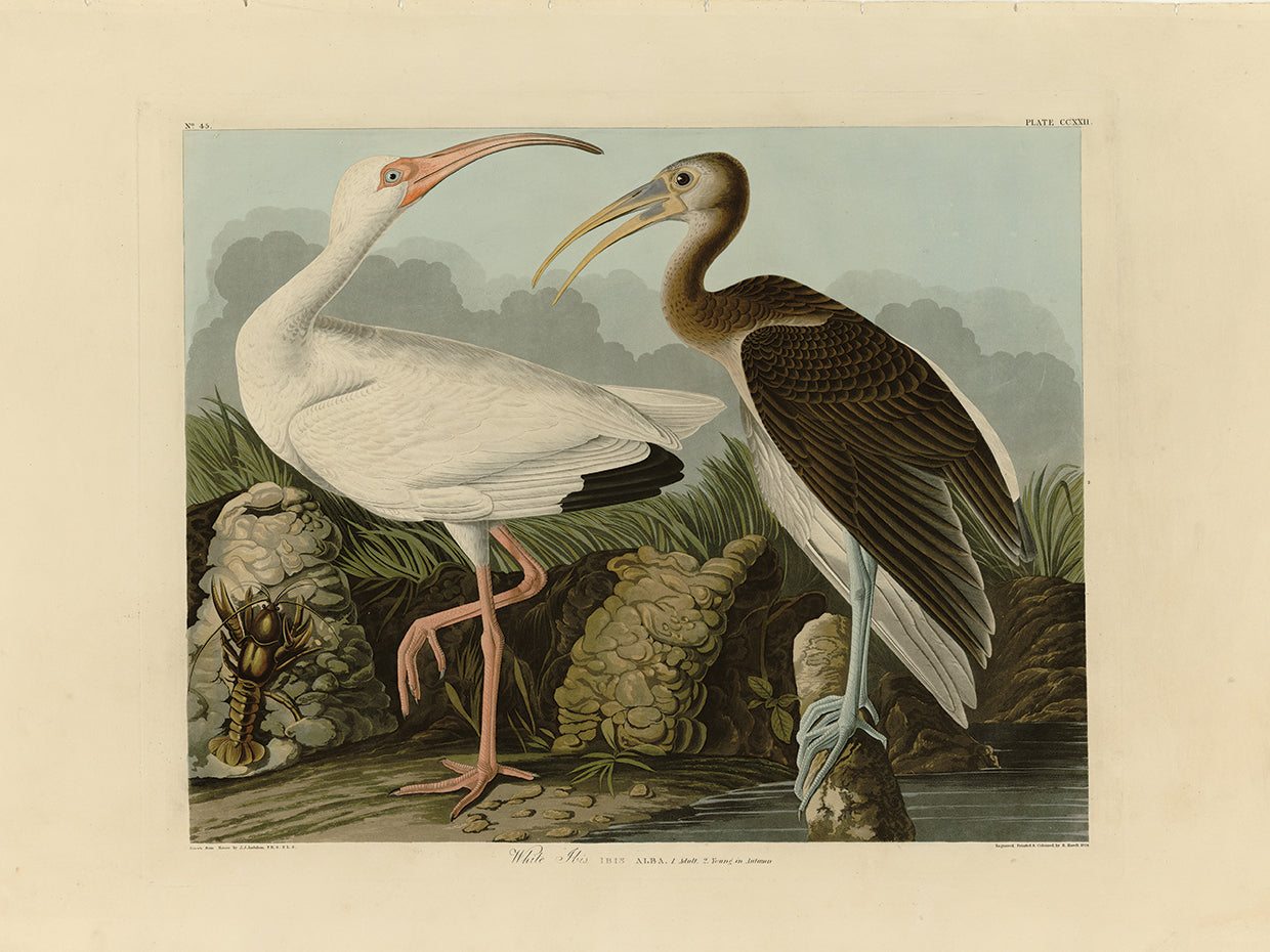 Audubon Collection 44