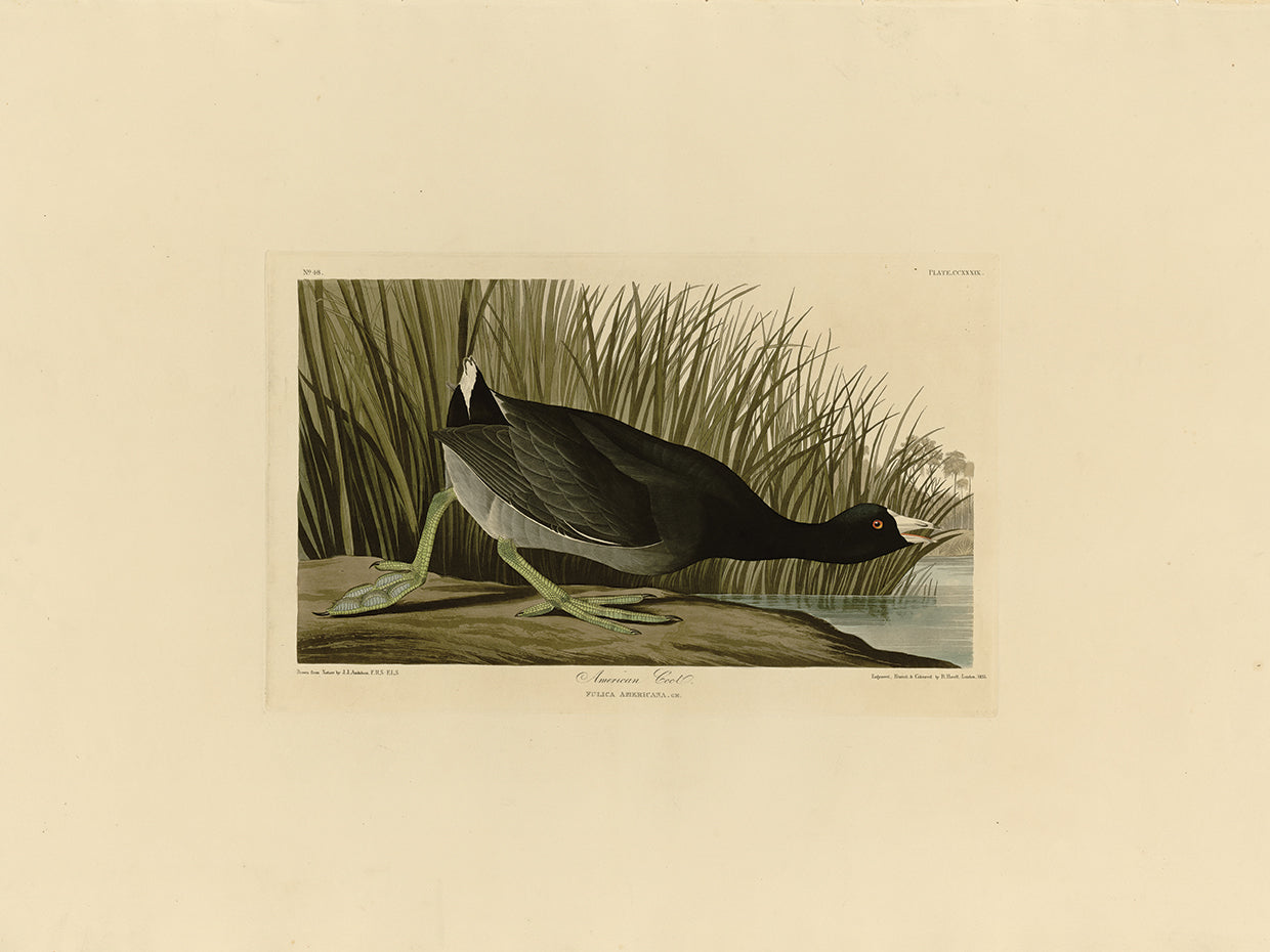 Audubon Collection 45
