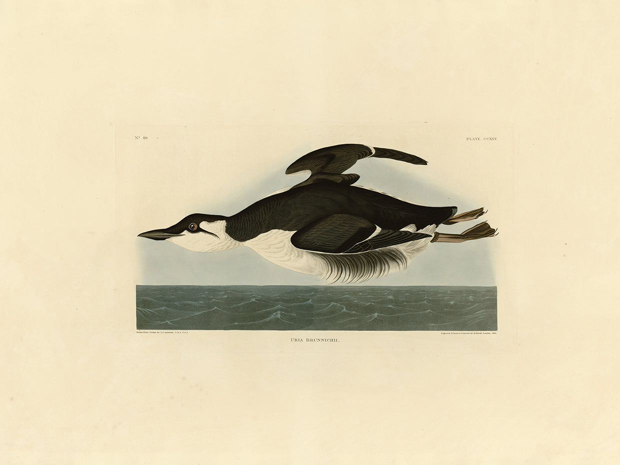 Audubon Collection 46