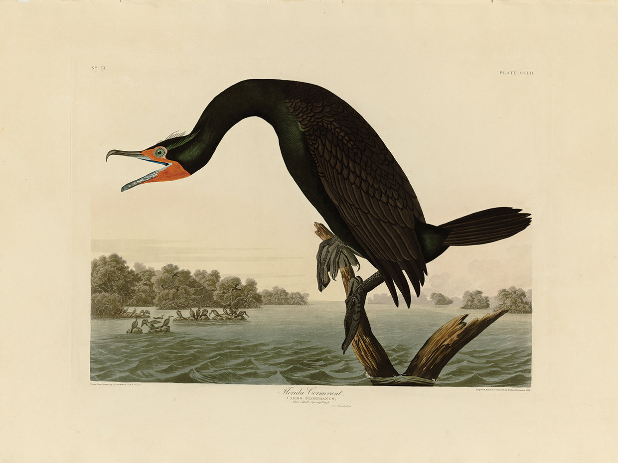Audubon Collection 47