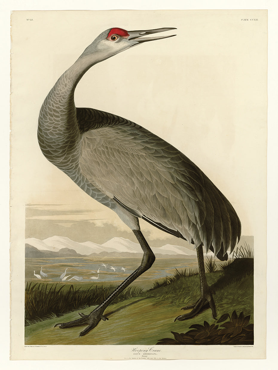 Audubon Collection 48