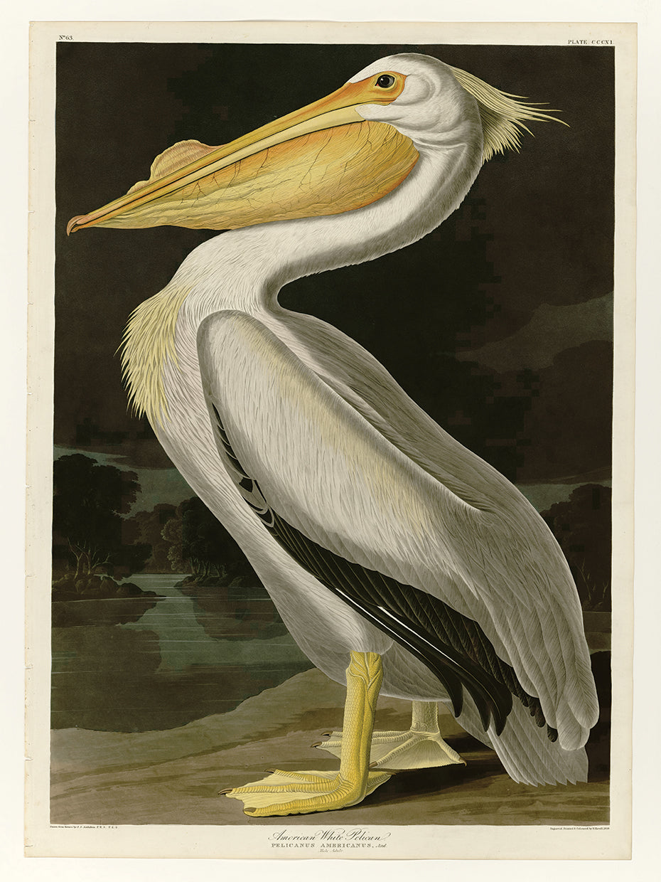 Audubon Collection 50