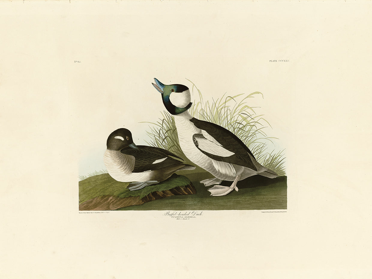Audubon Collection 51