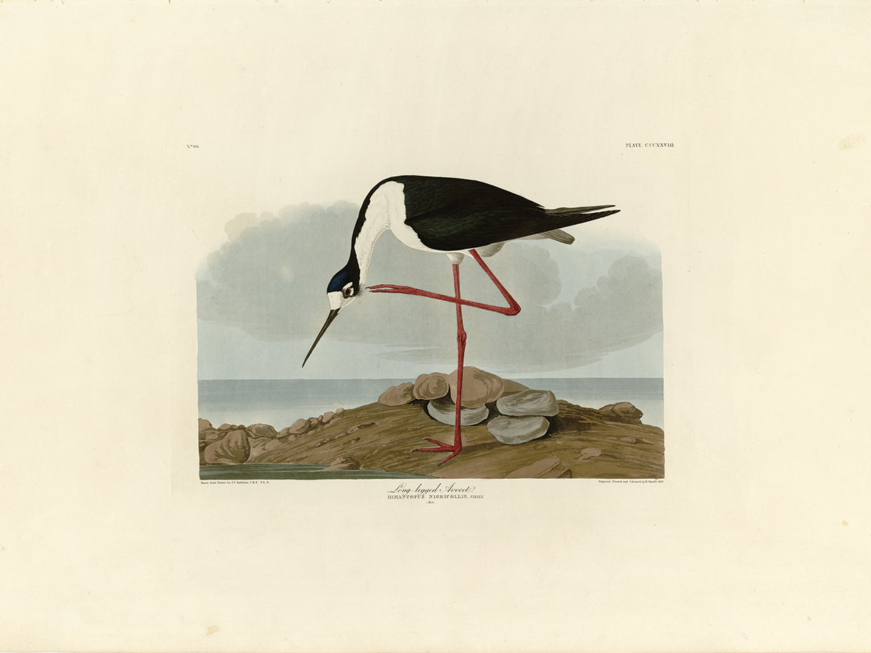 Audubon Collection 53