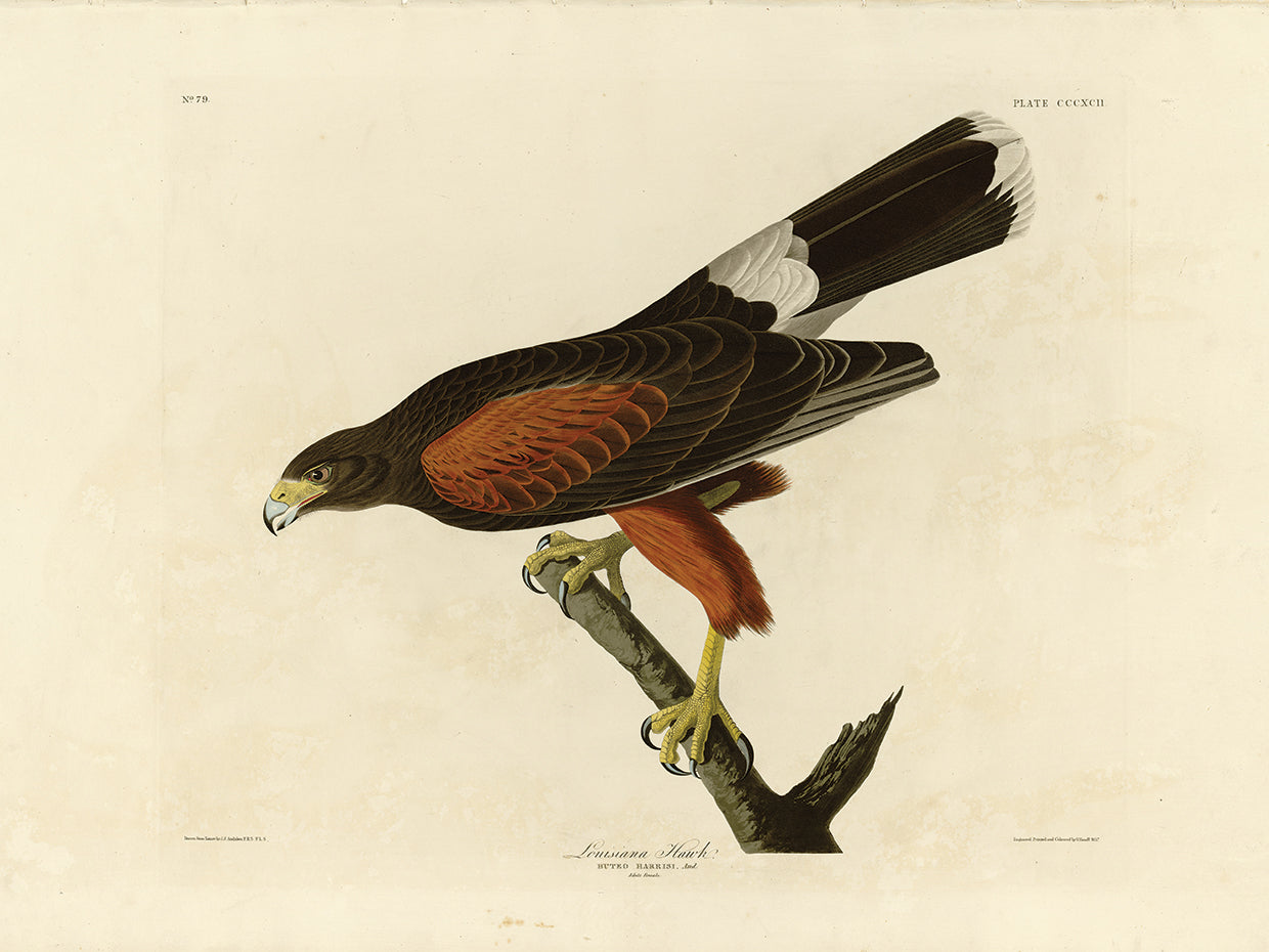 Audubon Collection 61