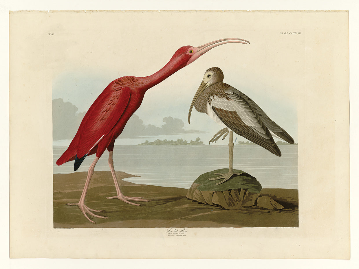 Audubon Collection 63