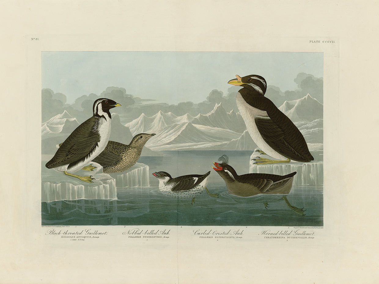 Audubon Collection 64
