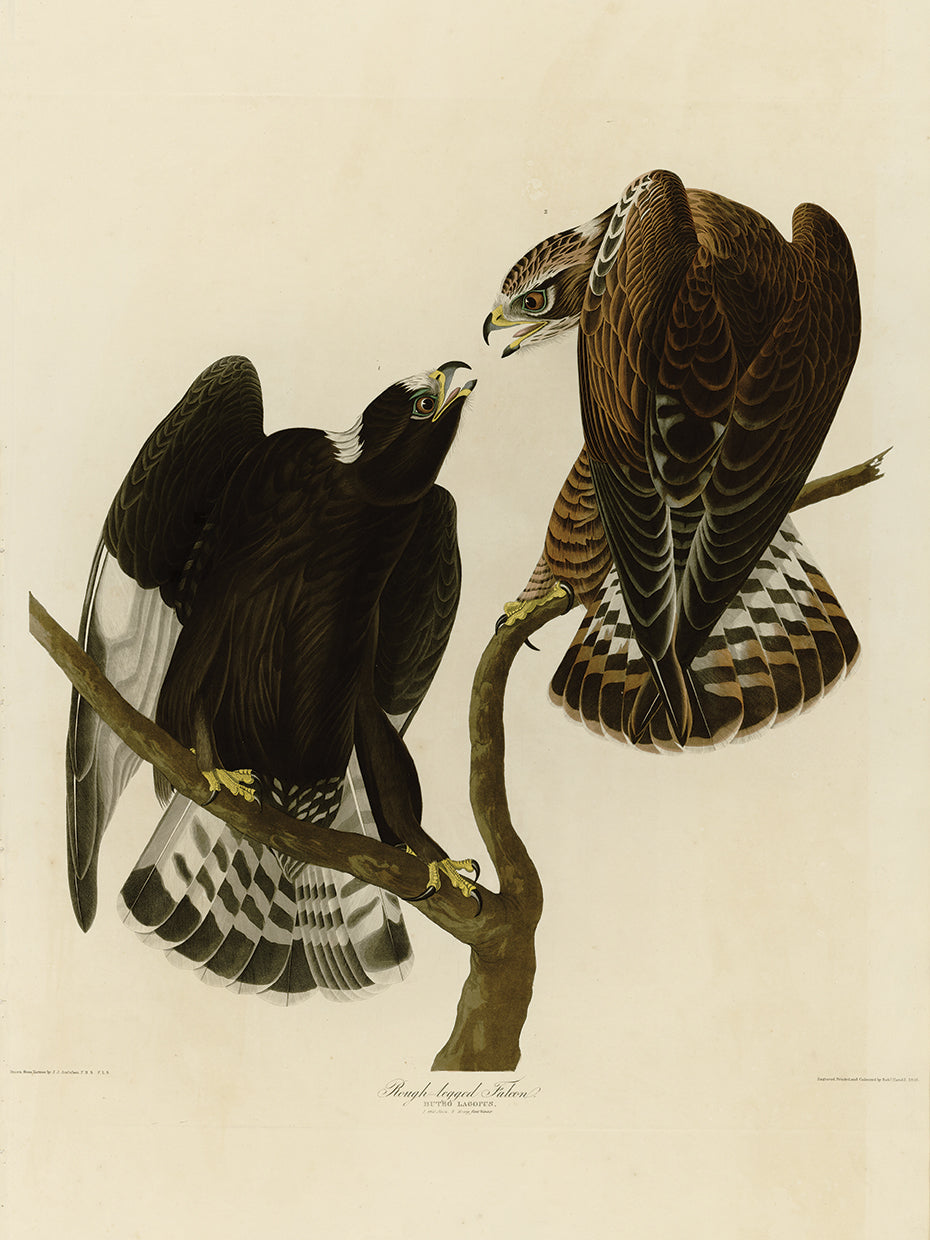 Audubon Collection 66