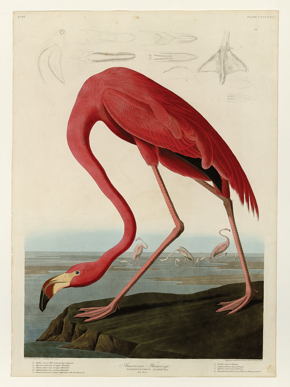Audubon Collection 67