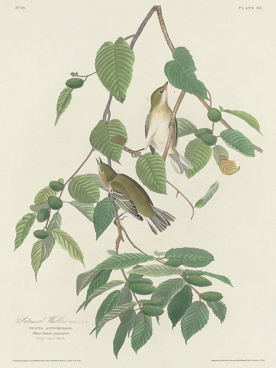 Audubon Collection 68