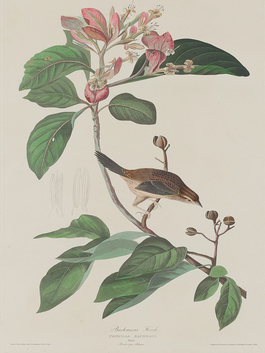 Audubon Collection 70