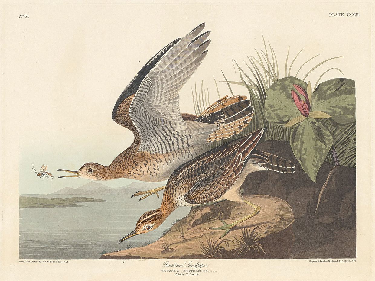 Audubon Collection 73