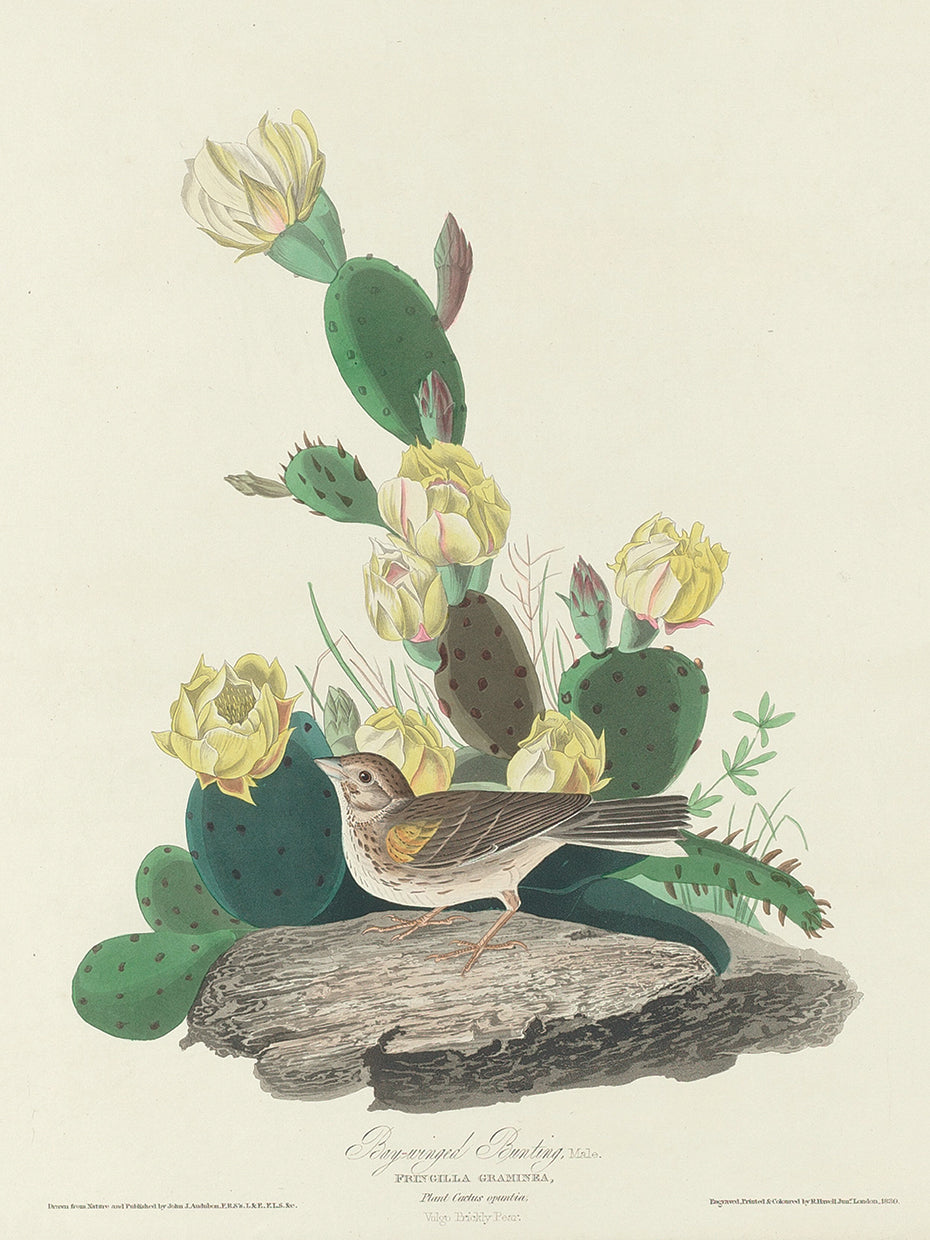 Audubon Collection 75