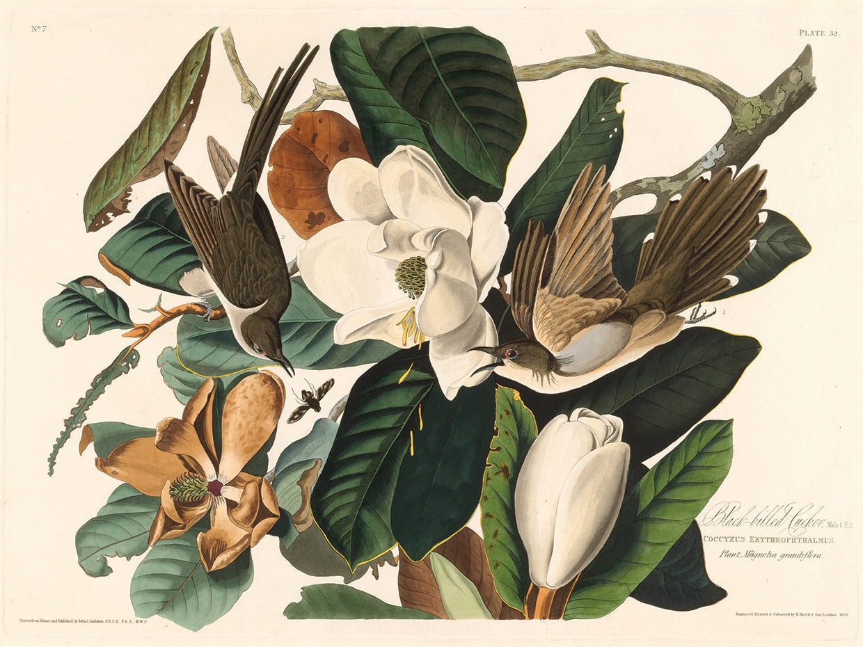 Audubon Collection 81