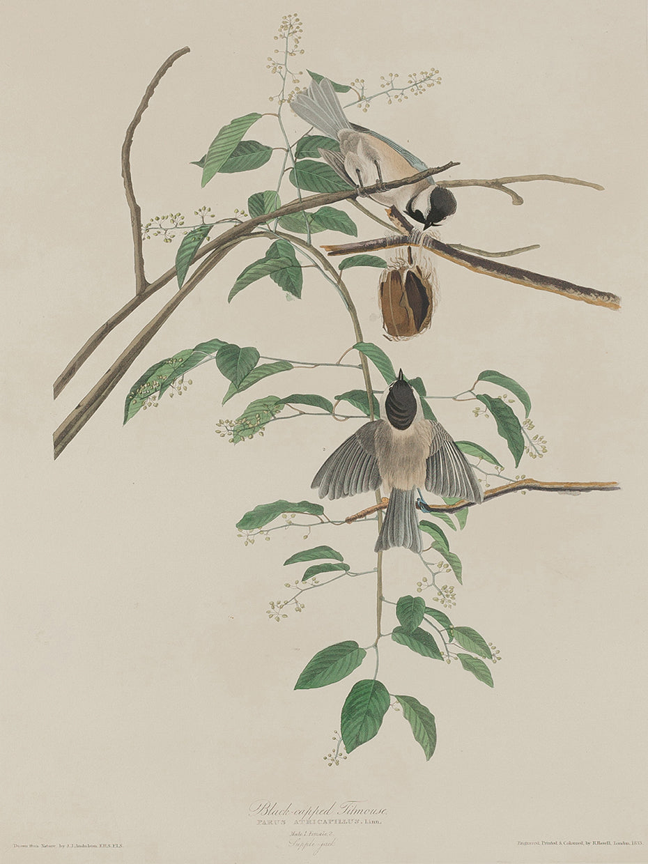 Audubon Collection 82