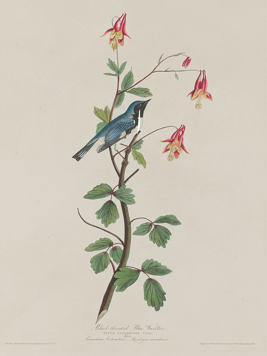 Audubon Collection 85