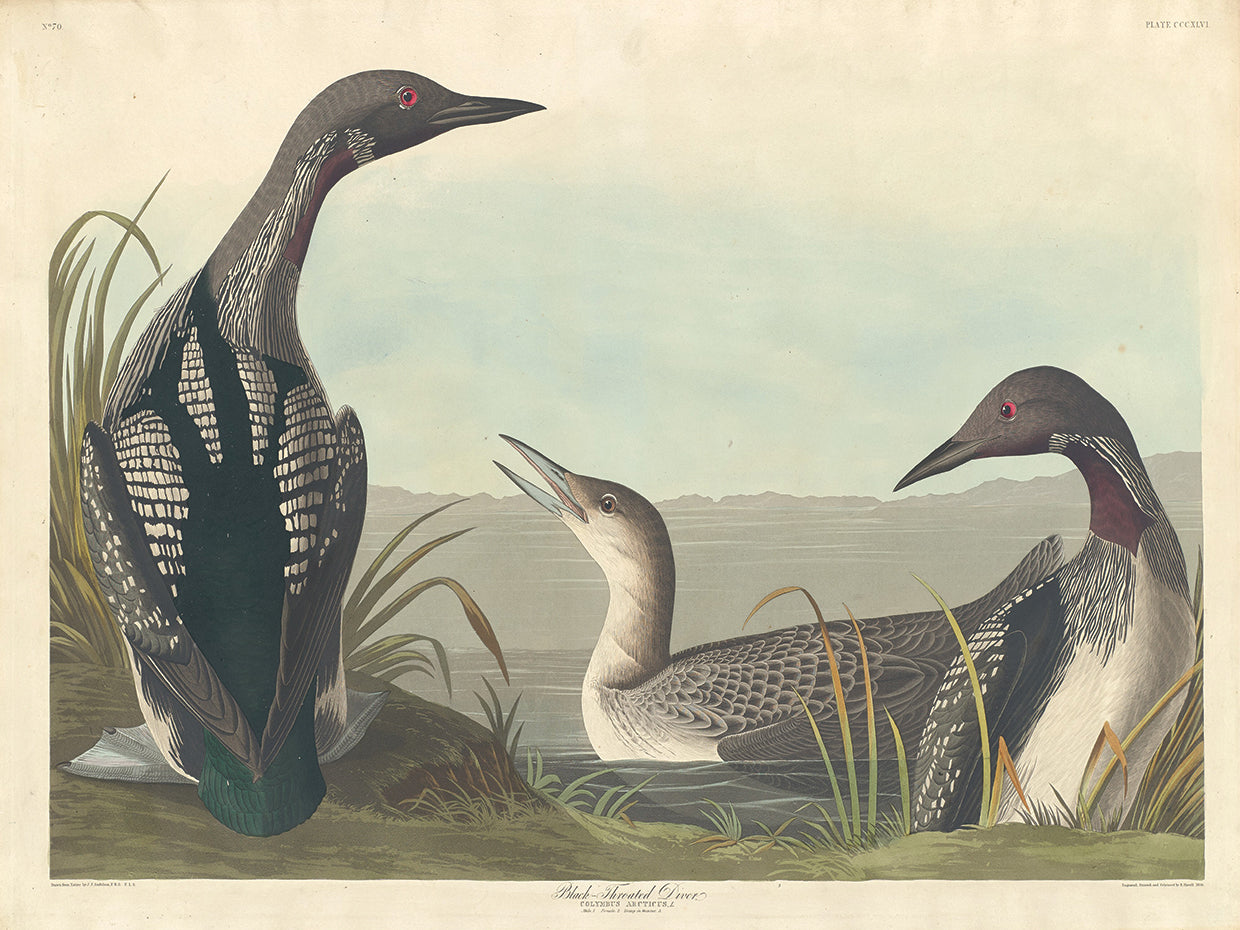 Audubon Collection 86