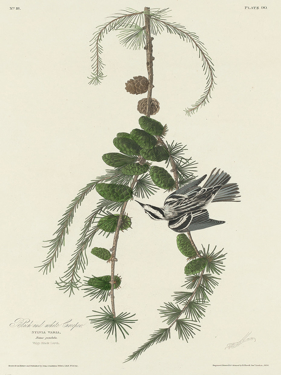 Audubon Collection 88