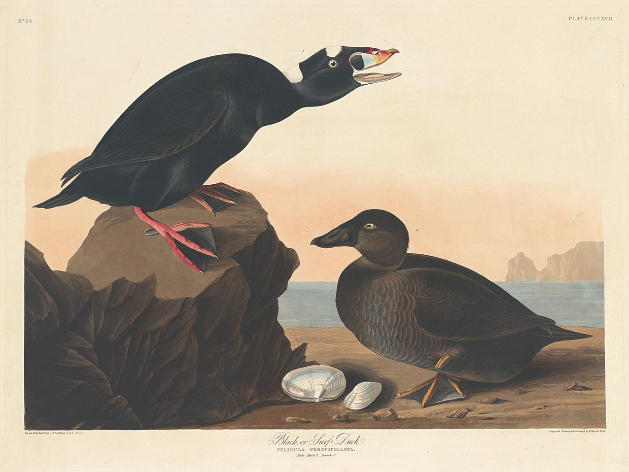 Audubon Collection 90