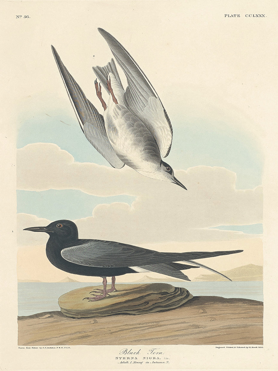 Audubon Collection 93