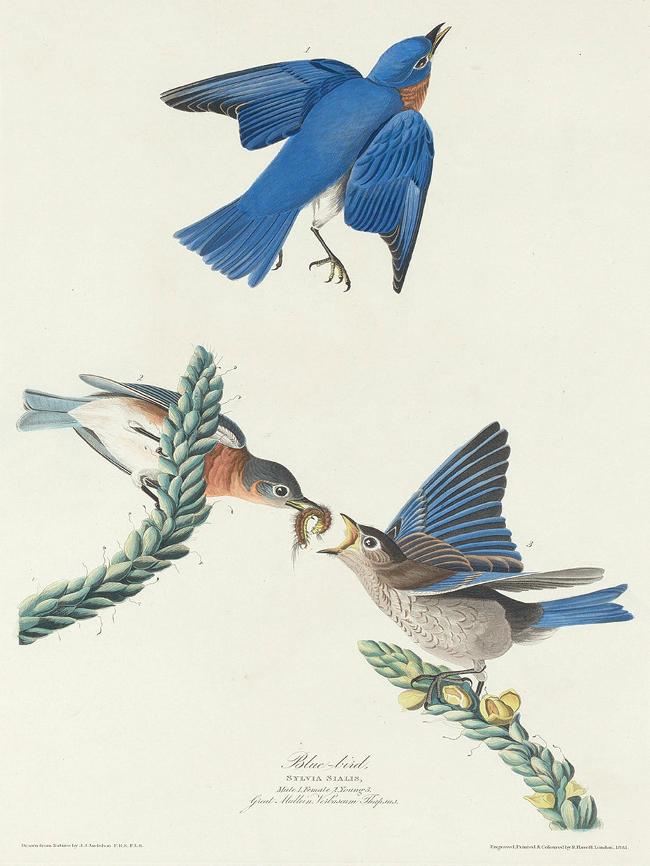 Audubon Collection 94