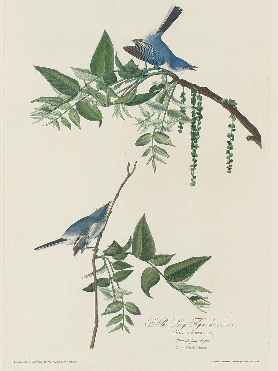 Audubon Collection 96