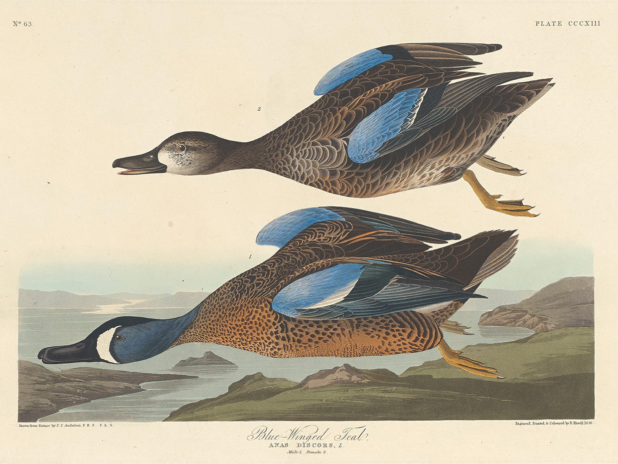 Audubon Collection 97