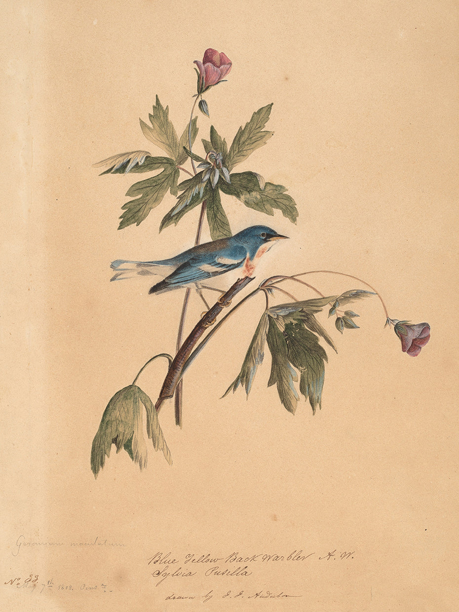 Audubon Collection 103