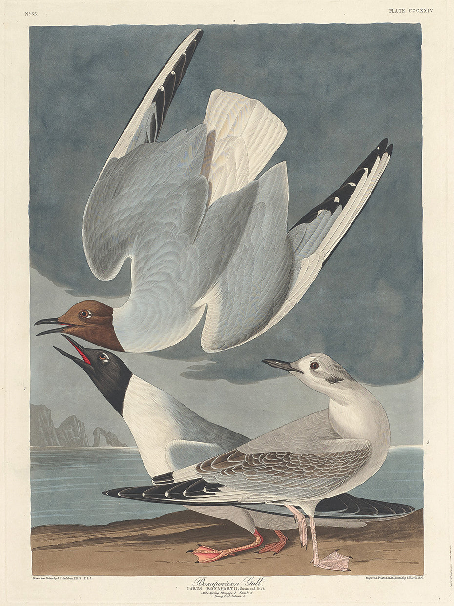 Audubon Collection 106