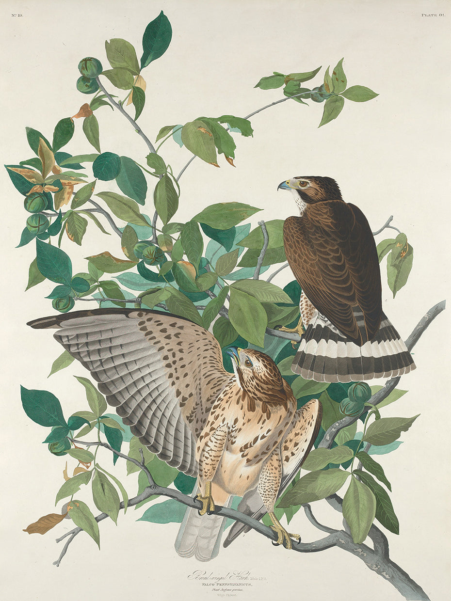 Audubon Collection 109